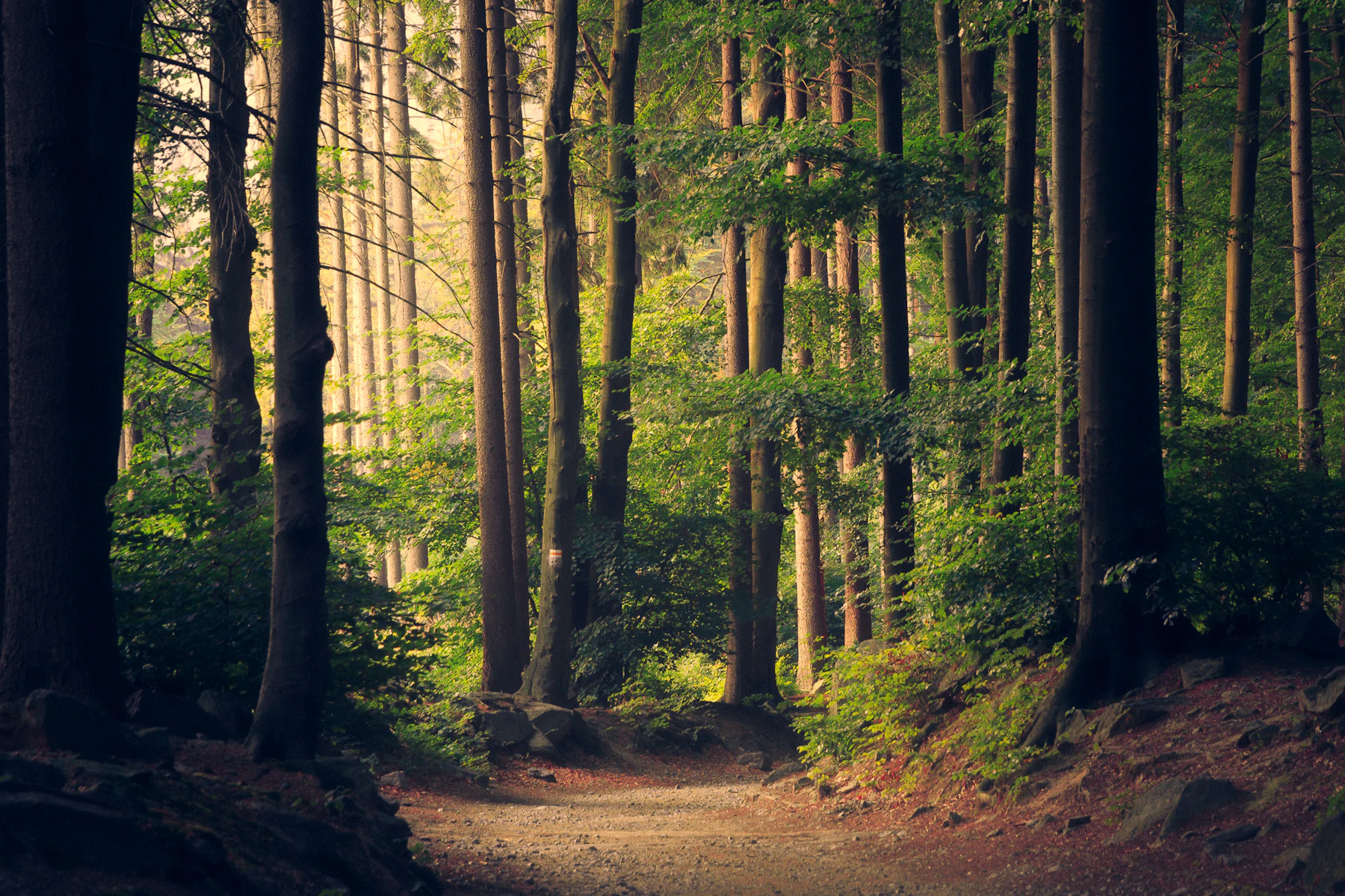 Sunlight finding its way through a forest canopy
